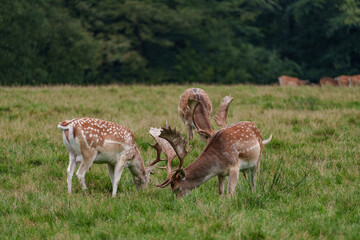 Viele Rehe im Münsterland