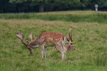Viele Rehe im Münsterland