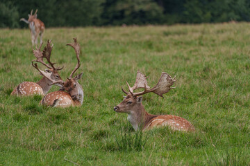 Viele Rehe im Münsterland