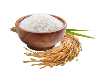 White rice Thai jasmine rice in a wooden bowl and ears of rice isolated on white background
