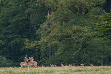 Viele Rehe im Münsterland