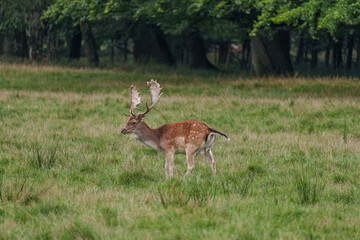 Viele Rehe im Münsterland