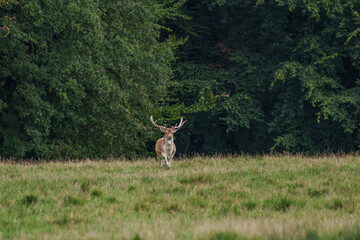 Viele Rehe im Münsterland