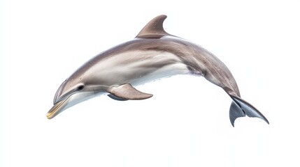 Fototapeta premium A photo of a dolphin jumping, isolate on white background
