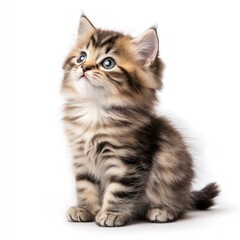 A photo of a fluffy kitten sitting, isolate on white background