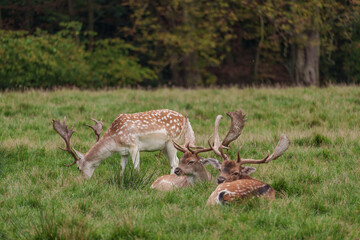 Viele Rehe im Münsterland
