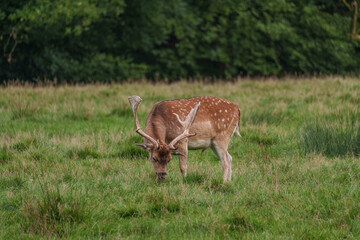Viele Rehe im Münsterland