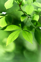 Green leaves background. Selective and soft focus. Copy space.	