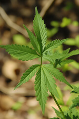 Green cannabis plant with leaf