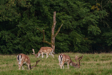 rotwild im münsterland