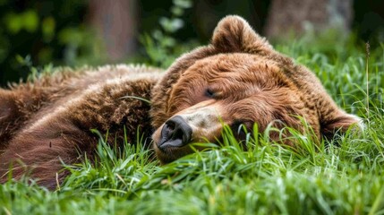 A brown bear is sleeping in the grass