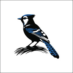 bird, crow, black, animal, wildlife, nature, raven, magpie, beak, white, wild, birds, feather, branch, isolated, avian, feathers
blue jay on a branch