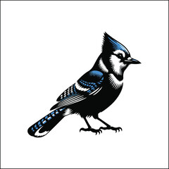 bird, crow, black, animal, wildlife, nature, raven, magpie, beak, white, wild, birds, feather, branch, isolated, avian, feathers
blue jay on a branch