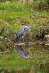 rotwild im münsterland