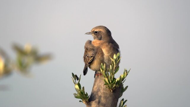 Black-eared Wheatear is cleaning up. Cleaning bird wings