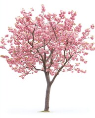 Fototapeta premium Cherry tree in bloom isolate on white background, pink blossoms,