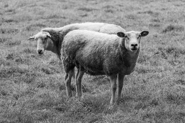 Schafe im Münsterland