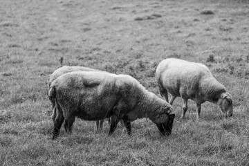 Schafe im Münsterland