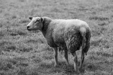 Schafe im Münsterland