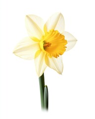 Fototapeta premium Daffodil flower isolate on white background, spring bloom,