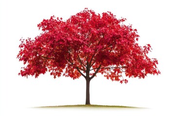 Detailed maple tree with vibrant red leaves, isolated on white, autumn theme