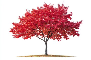 Detailed maple tree with vibrant red leaves, isolated on white, autumn theme