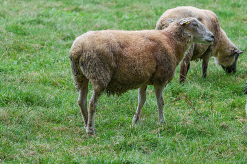 Schafe im Münsterland