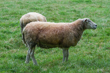Schafe im Münsterland