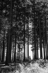 Fototapeta premium willingen im Sauerland