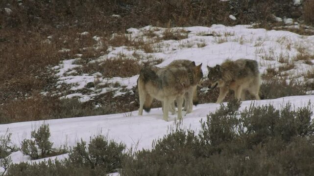 Gray Wolf Pack Moving Through Snow in Yellowstone National Park During Winter