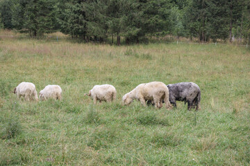 black and white sheep with big wool eating grass