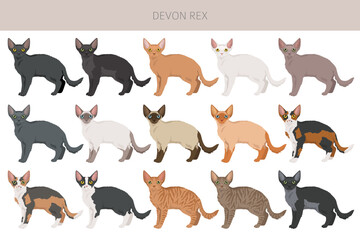 Devon Rex Cat clipart. All coat colors set.  All cat breeds characteristics infographic. Vector illustration