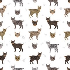 Desert Lynx Cat seamless pattern. All coat colors set.  All cat breeds characteristics infographic. Vector illustration