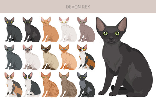 Devon Rex Cat clipart. All coat colors set.  All cat breeds characteristics infographic. Vector illustration