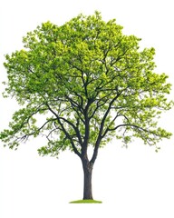 Obraz premium Isolated tree with vibrant green leaves, white background, tall and majestic, clear outline