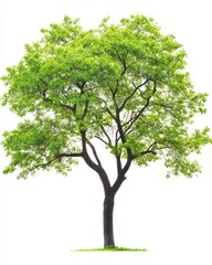 Isolated tree with vibrant green leaves, white background, tall and majestic, clear outline