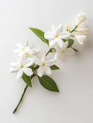 Obraz premium Jasmine flower isolate on white background, delicate and fragrant,