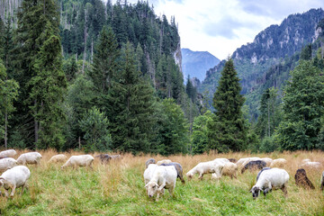 
flock of sheep in the field and mountain landscape background