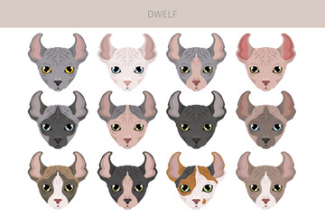Dwelf Cat clipart. All coat colors set.  All cat breeds characteristics infographic. Vector illustration