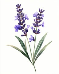 Naklejka premium Lavender flower isolate on white background, calming purple,