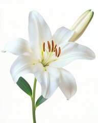 Fototapeta premium Lily flower isolate on white background, delicate white petals,