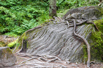 
big tree roots have grown on the stone