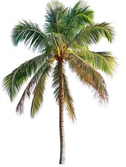 Palm tree isolate on white background, tropical setting,