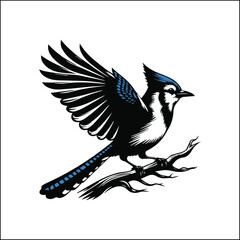 blue jay on a branch