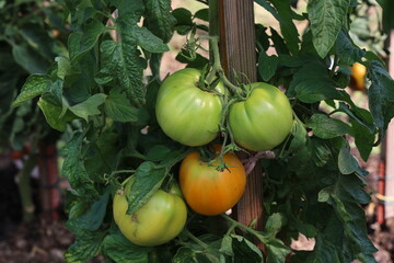 Green tomatoes ripen on bushes