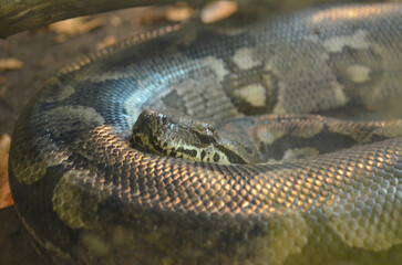 Obraz premium *Schlange*