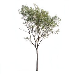 Obraz premium Single tree isolate on white background, simple composition,