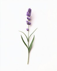 Naklejka premium Single wildflower isolate on white background, minimalist,