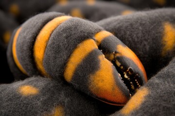 Close-up of a vibrant lobster claw with textured black and orange patterns