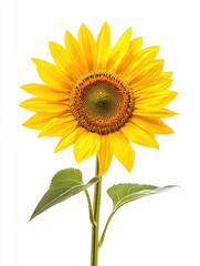 Fototapeta premium Sunflower isolate on white background, bright yellow petals,